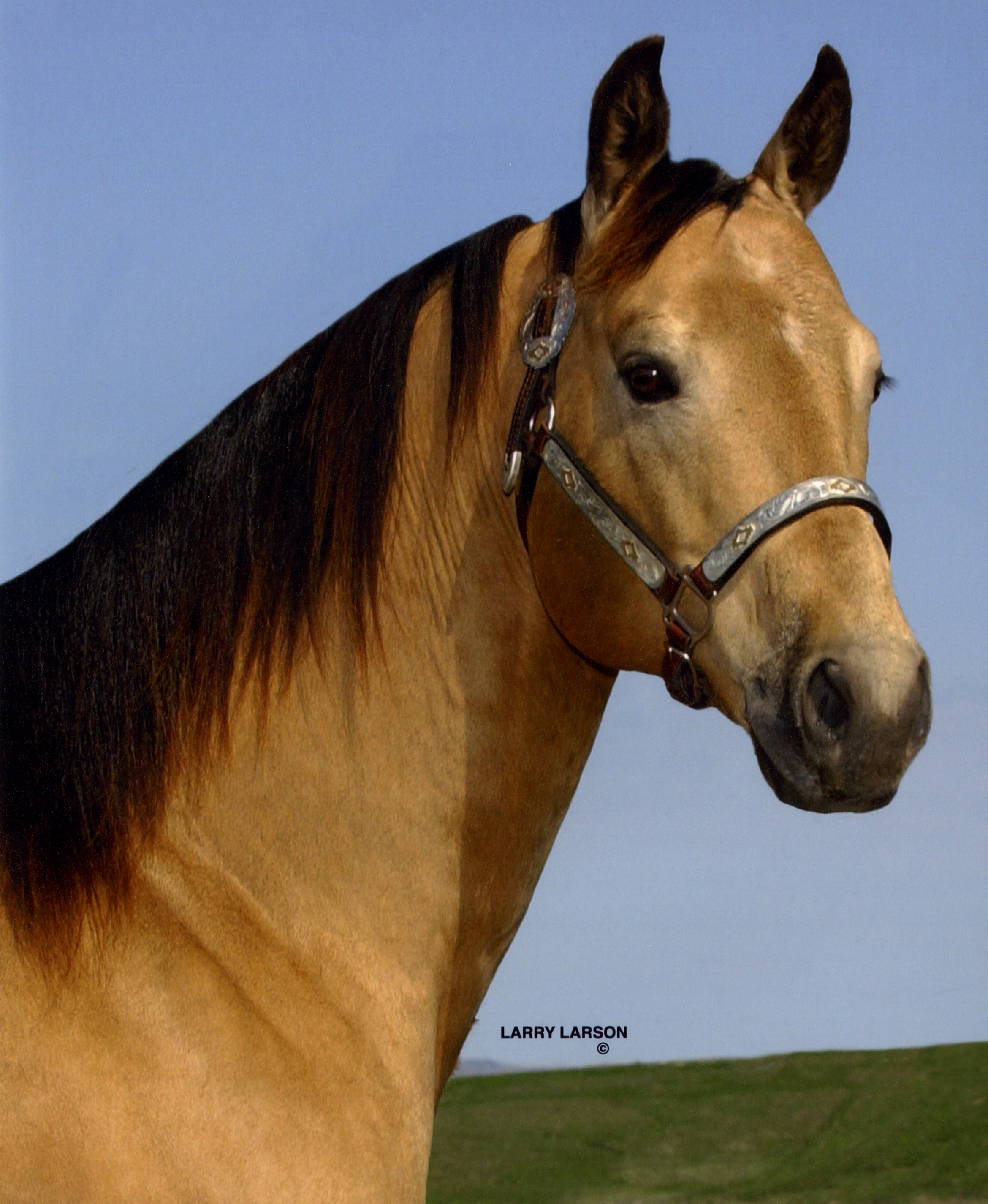 PC Frosty Drifter - 2000 Buckskin Stallion of Five Arrow Quarter Horses.