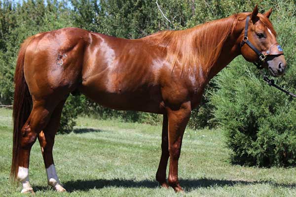 FA Rockstar ~ Chestnut Stallion of Five Arrow Quarter Horses, Mobridge SD.