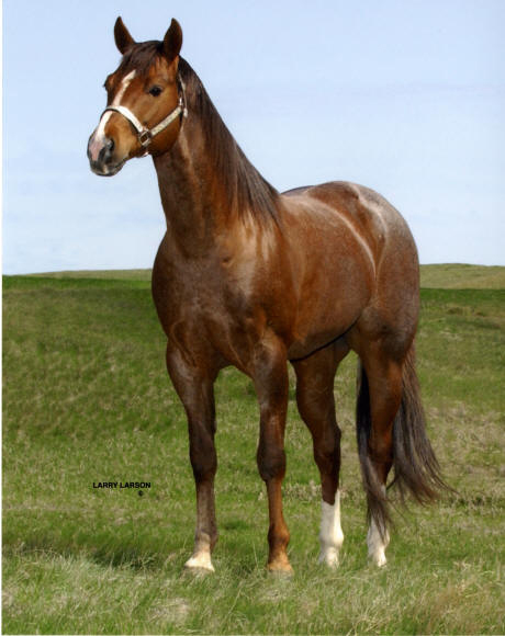 PC Leatherwood ~ Red Roan Stallion of Five Arrow Quarter Horses, Mobridge SD.